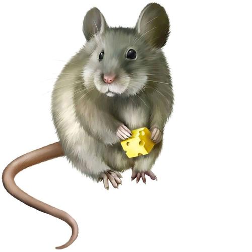病媒生物密度监测鼠类监测